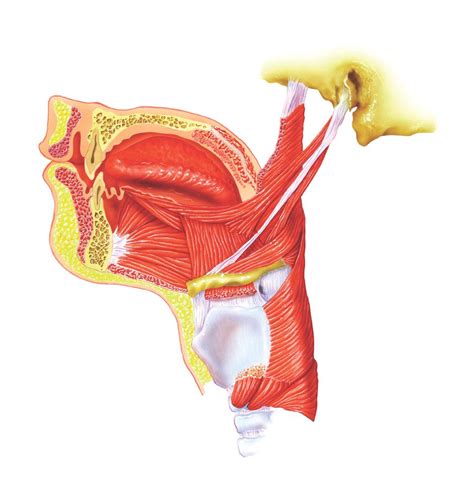 The human tongue – How It Works