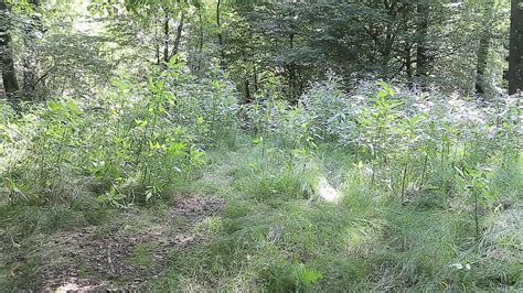 Free Outdoor Slave Porn Videos XHamster