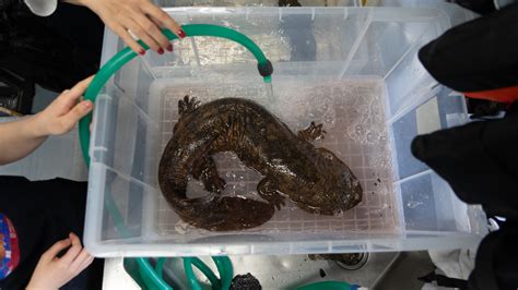 Japanese Giant Salamander Kappa @Rainmaker1973's Video Tweet