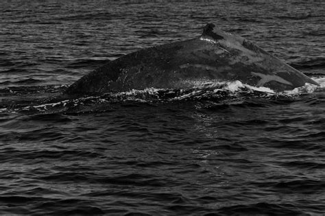 Premium Photo Whale Swimming In Sea