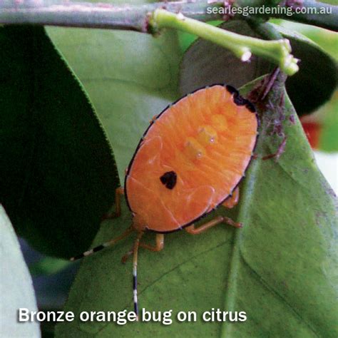 Searles Citrus Pest And Disease Problems Solutions To Citrus Problems