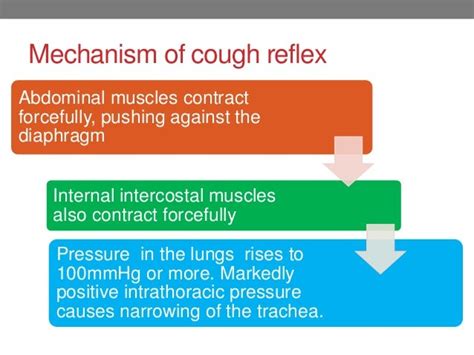 Mechanism Of Cough And Sneeze Reflex