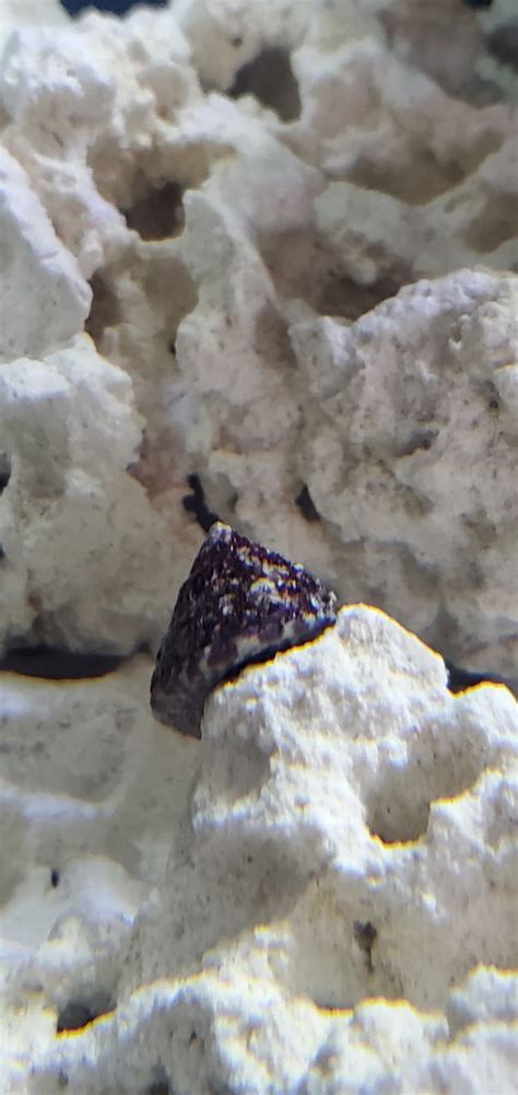 What is this purple algae on my Snail? | Reef2Reef