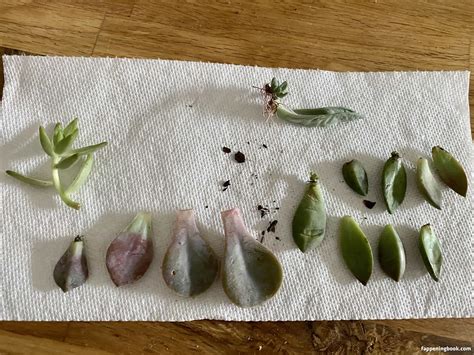 Veronicafiree Veronica Firee Https Nude OnlyFans Leaks Fappening FappeningBook