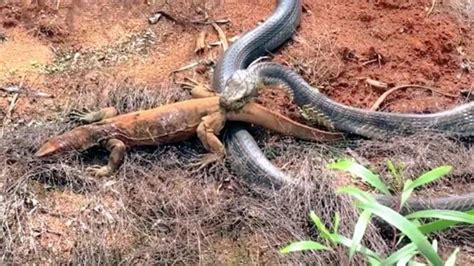 V Deo Mostra O Poder Do Veneno Da Cobra Rei Ao Devorar Um Lagarto