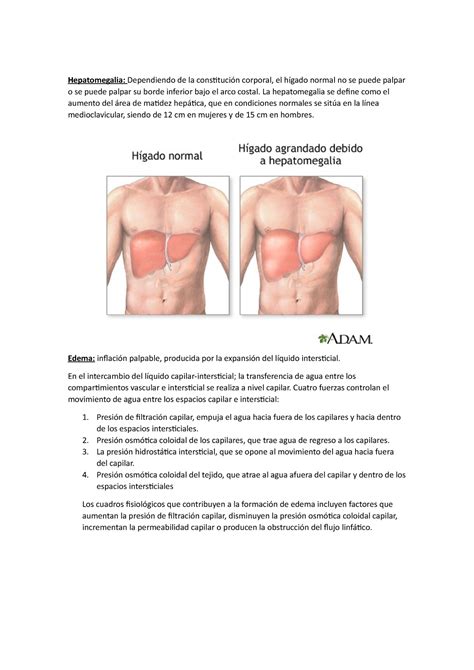Hepatomegalia - de todo un poco - Hepatomegalia: Dependiendo de la constitución corporal, el