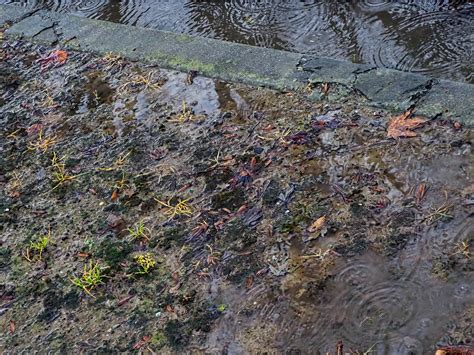 travelswithkathleen    puddles