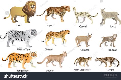 Wild Cat Family Set Lion Tiger Stock Vector (Royalty Free) 1508631452 ...