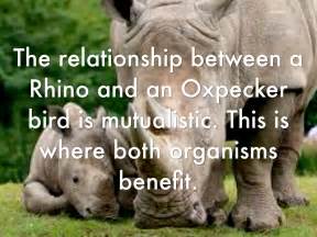 Oxpecker And Rhino Relationship