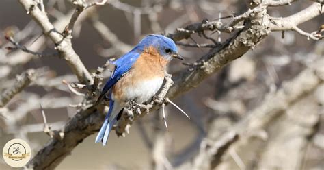 Do bluebirds eat sunflower seeds? - Wildlife Chatter