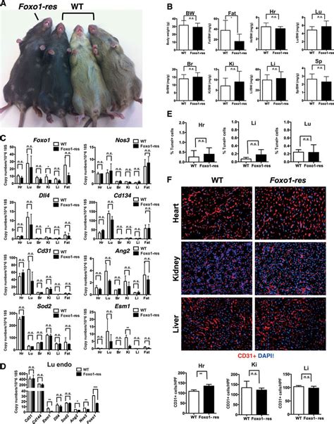 FOXO1 Mediated Activation Of Akt Plays A Critical Role In Vascular