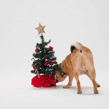 Reindeer Christmas GIFs - Get the best GIF on GIPHY