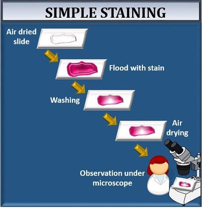 simple staining definition principle procedure video