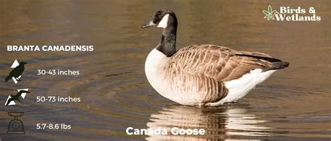 Subspecies Of Canada Goose Birds And Wetlands