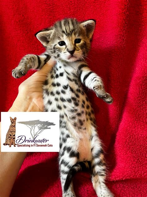 Available F1 Savannah Kittens for Sale at Drinkwater F1 Savannah Cats