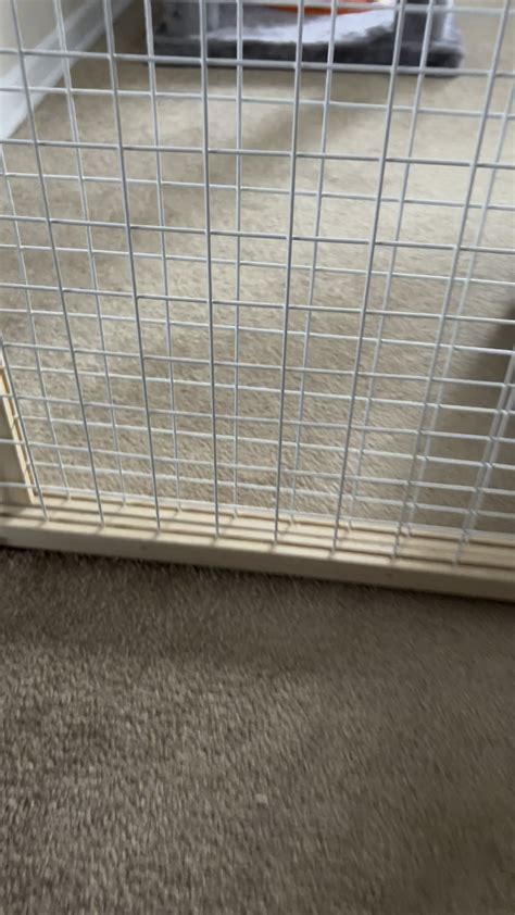 I adopted a 2 month old kitten about a month ago, and I have a 3 year