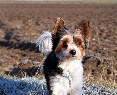 Biewer Yorkshire Guide Race De Chien