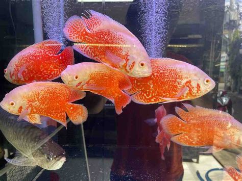 ca tai tuong va cac dac diem cach phan loai va cach nuoi