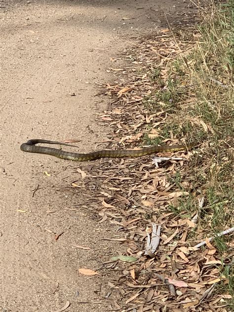 [Central West, NSW, Australia] any ideas on ID. Was loading the work
