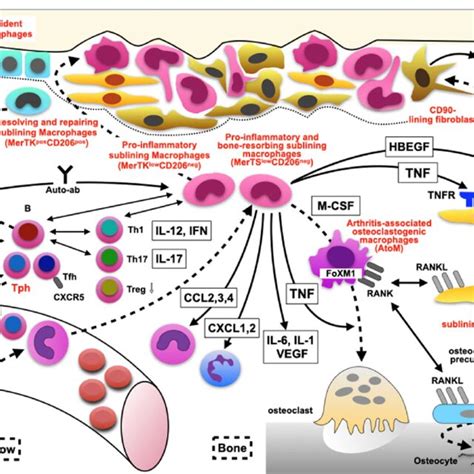 Cytokines And Cytokine Receptor Families Involved In Immune Mediated