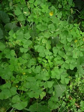 How To Identify Wood Sorrel Wood Sorrel Fairy Bells Wood Sour Cuckoo