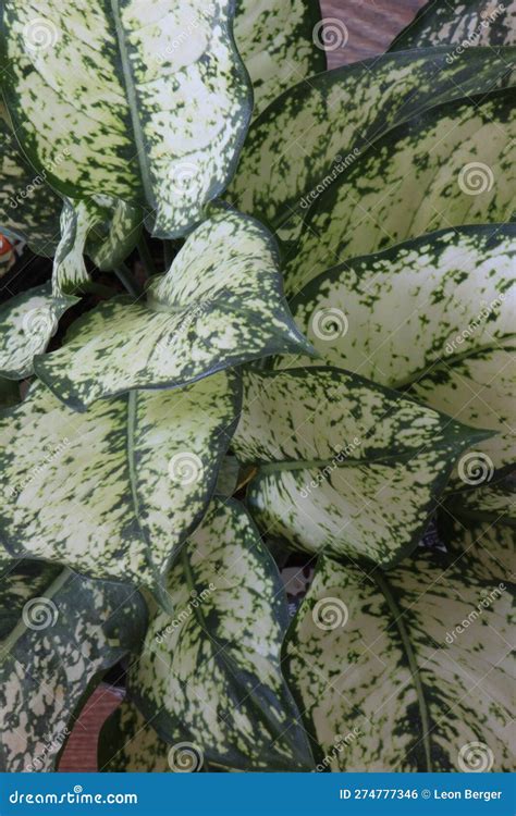 Planta De Hogar Aglaonema O Planta Interior Con Hojas Grandes Foto De