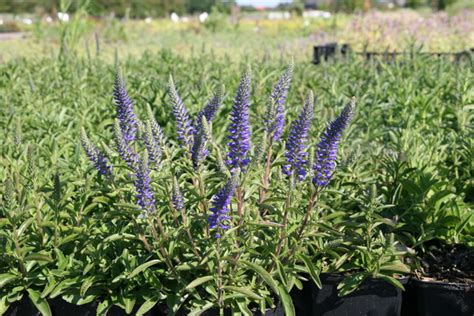 Veronica spicata nana 'Blauteppich': Lubera.de
