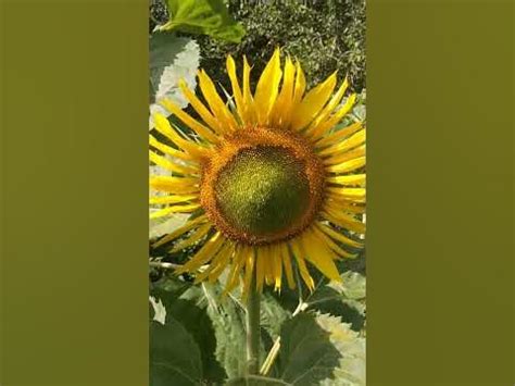 Подсолнух Лакомка! #дача #лето #отпуск #подсолнух #цветы - YouTube