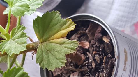 Geranium Plant Leaf