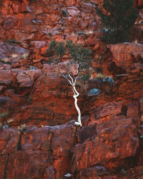 Vertical Of A Lone Eucalyptus Tree Growing On Red Rocks Central