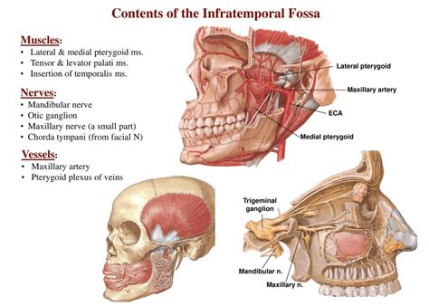 Infratemporal Fossa Boundaries