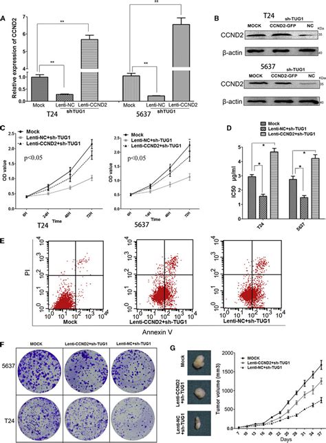 Tug Positively Regulated The Expression Of Ccnd By Rescue Assays A