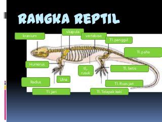 Detail Gambar Rangka Hewan Koleksi Nomer 22