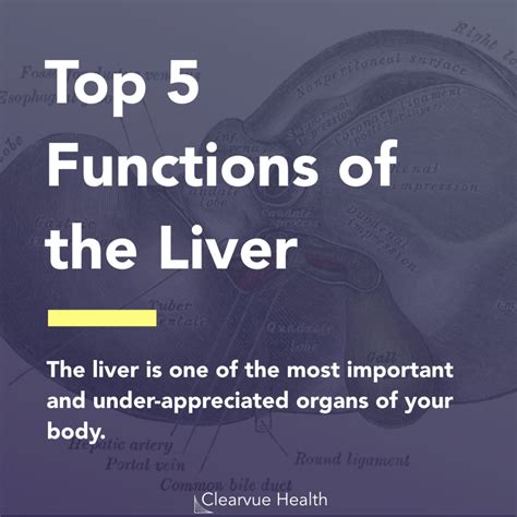 5 Slides | Top 5 Functions of the Liver | Visualized Science