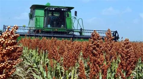 Grano De Sorgo Alcanza Precio Record Por Encima De Los Cinco Mil Pesos