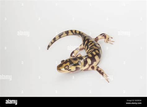 Eastern Tiger Salamander Ambystoma Tigrinum Tigrinum Native To