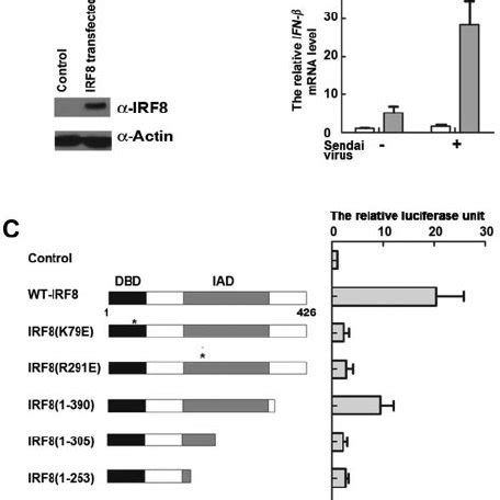 Irf Contributes To The Rapid Expression Of Ifn A Dcl Cells