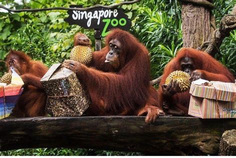 Singapore Zoo tickets, Tickets & Vouchers, Local Attractions ...