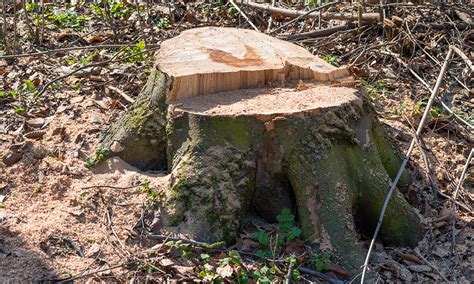 stump grinding aaa aardvark tree lopping gardening