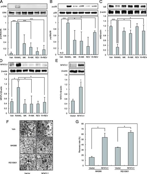 Suppression Of RANKL Induced Signaling Pathways And NFATc1 Induction By