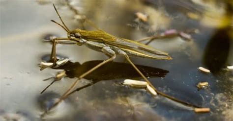 Pond Skater Pictures - AZ Animals