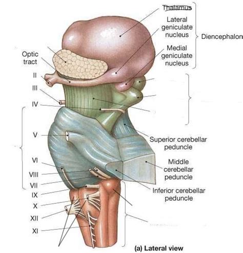 Brainstem Diagram Quizlet