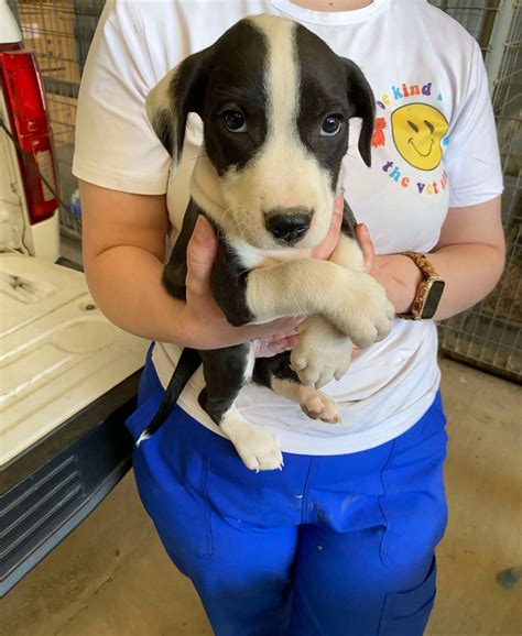 Oakdale Animal Clinic | Oakdale LA