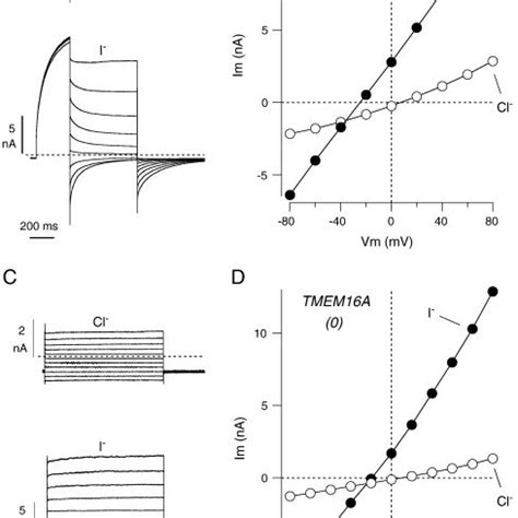 Effect Of Extracellular Cl Replacement With I Ad Representative