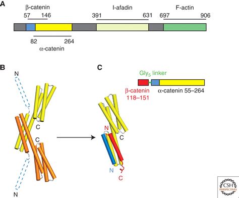 Structure And Biochemistry Of Cadherins And Catenins