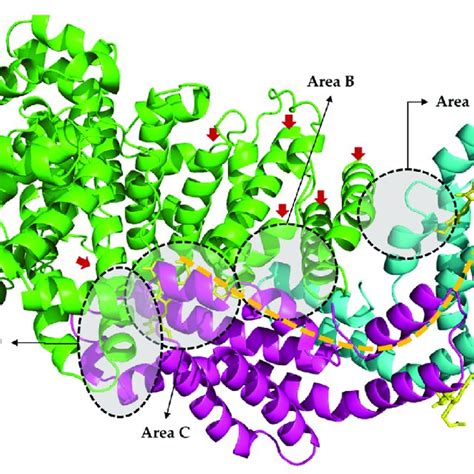 Interaction Of Bsa Pdb Id 4f5s And C Phycocyanin Pdb Id 2vjr Download Scientific Diagram