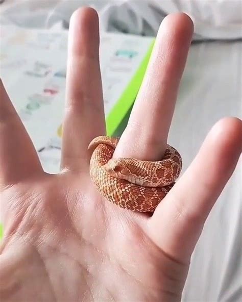 Snakes Lovers On Instagram Snake Ring Credits Unknown DM To