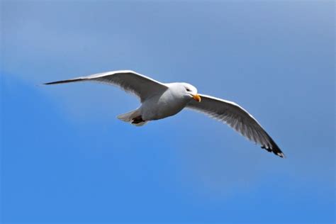 Photo Oiseaux En Vol Les Plus Belles Photos Par Bonjour Nature