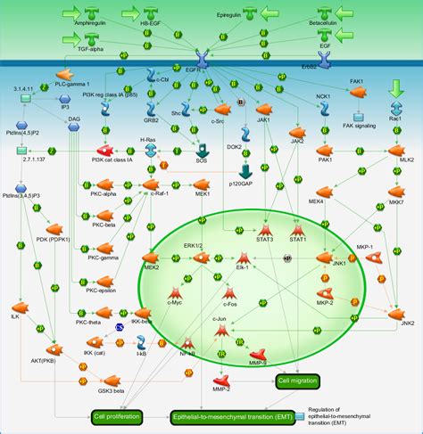 Development Egfr Signaling Pathway Pathway Map Primepcr Life Science Bio Rad