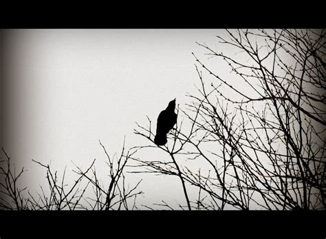 March 6th 2013 The Way A Crow Shook Down On Me The Dust Of Snow
